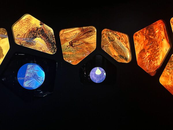 Bernsteinmuseum: Bernsteine mit Einschlüssen in Form von Tieren und Pflanzen