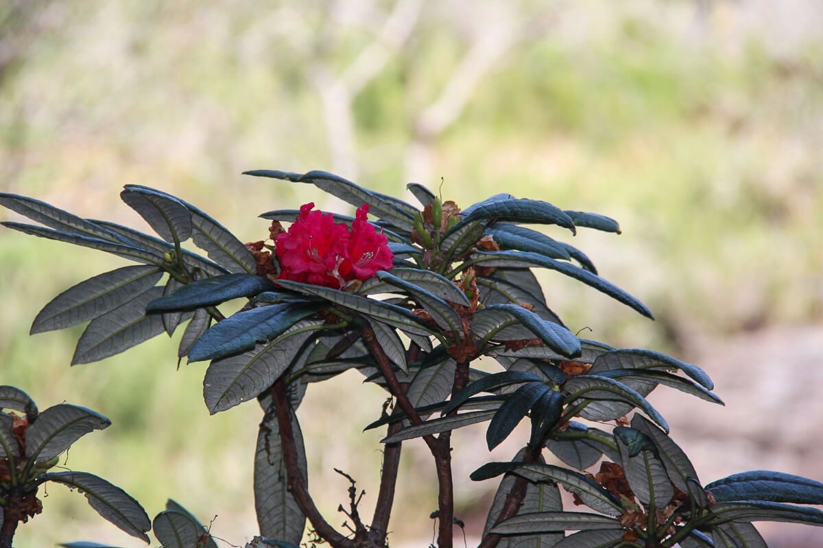 Hochland Sri Lanka: Rhododendron in den Horton Plains