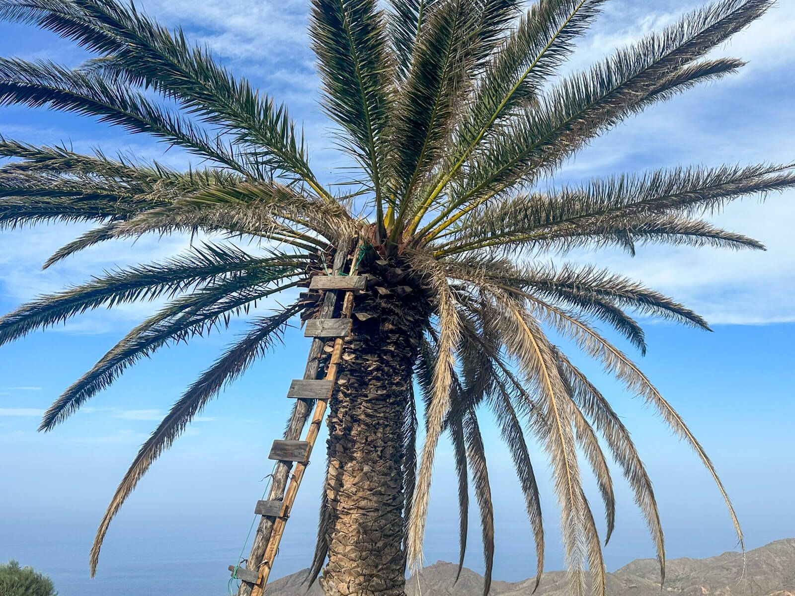 Aus der Kanarischen Palme wird Palmsirup gewonnen.