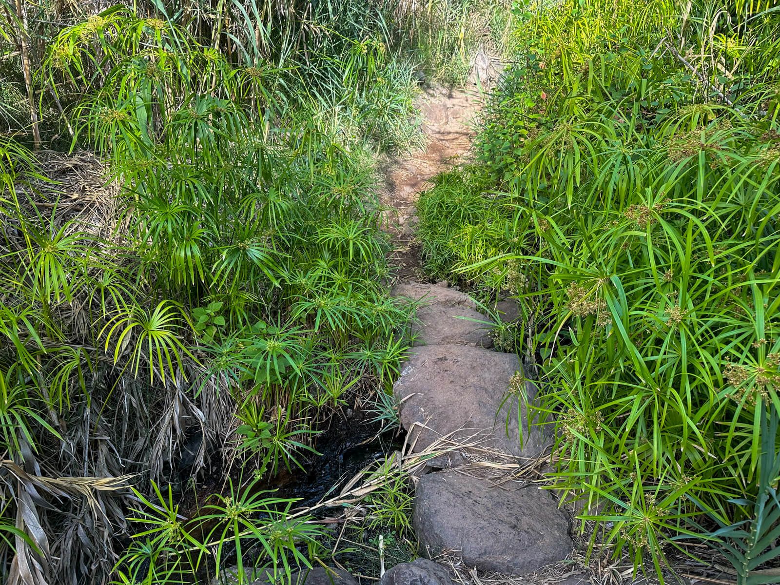 Wandern auf La Gomera: Wanderung zum Wasserfall