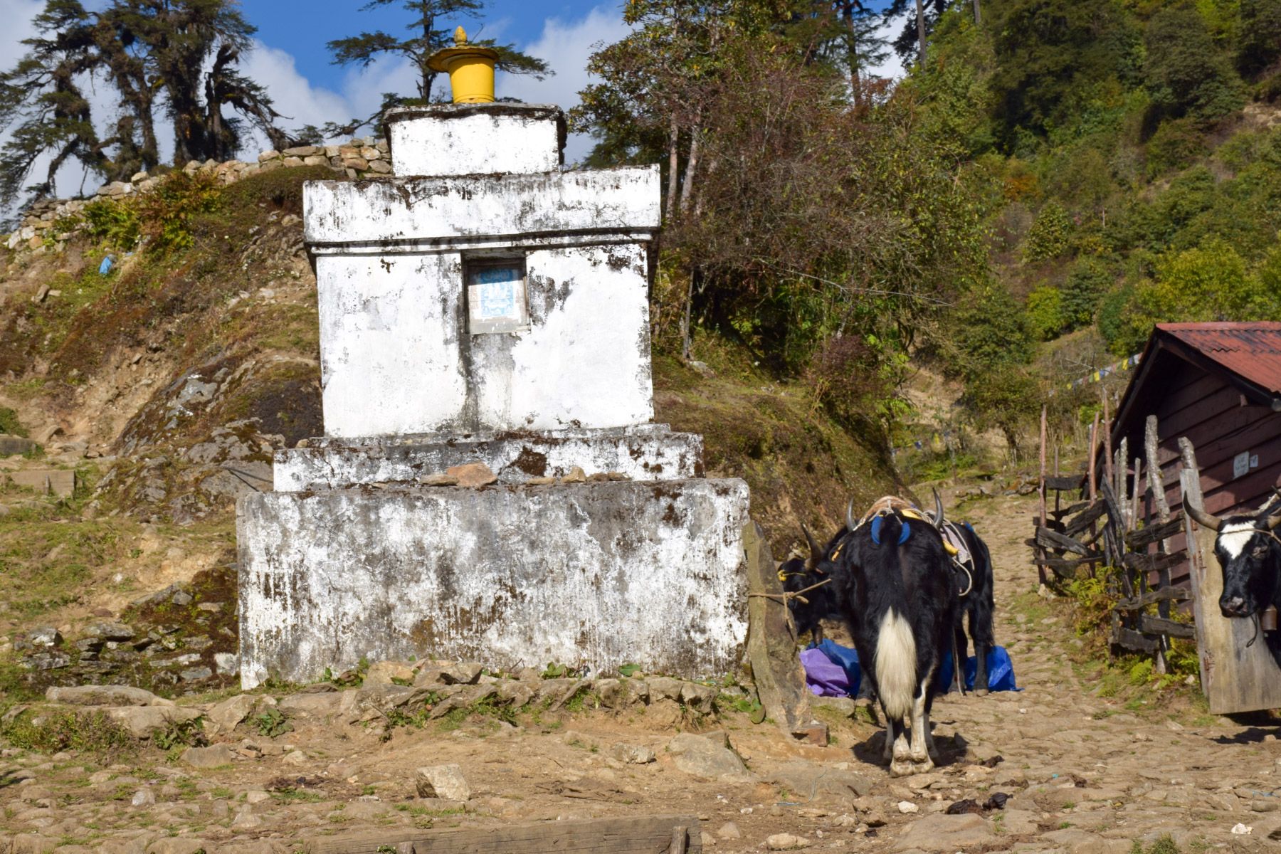 Sikkim: Chören und Yak unterwegs auf dem Dzongri-Trek