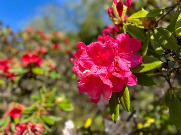 neuseeland christchurch botanischer garten 2 |