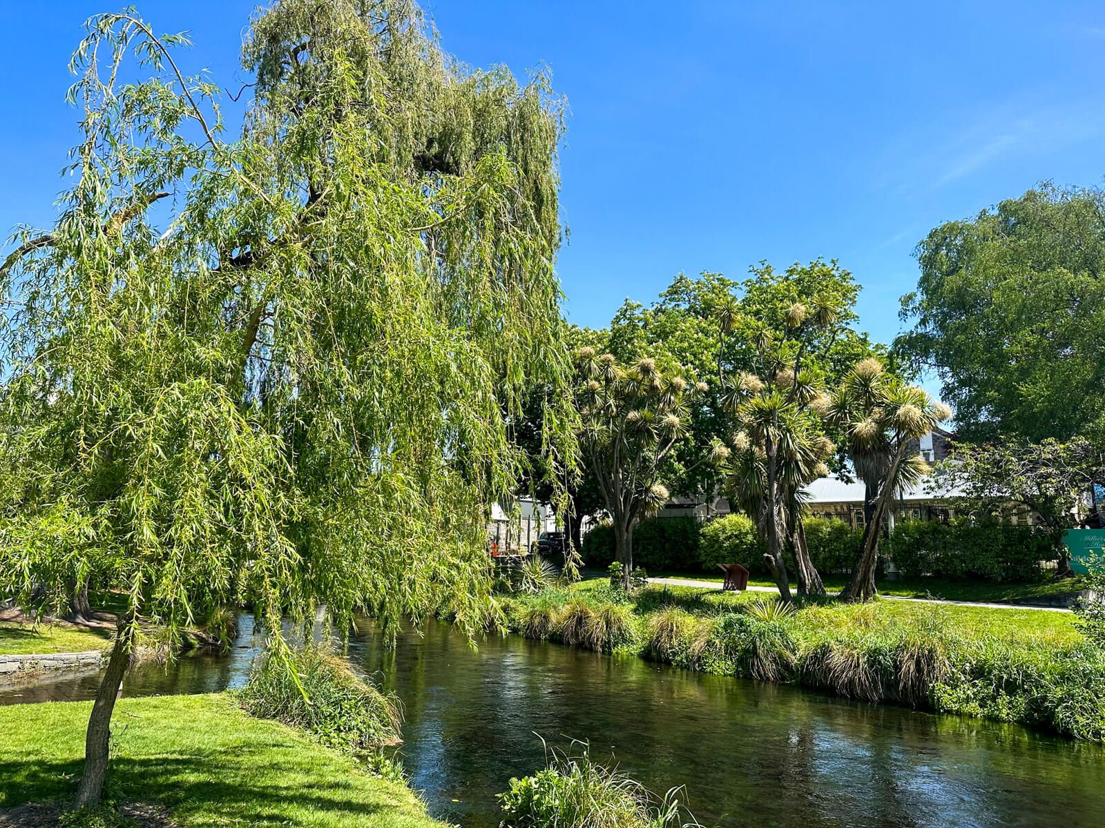 river Avon gesäumt von Trauerweide und Cabbage Trees