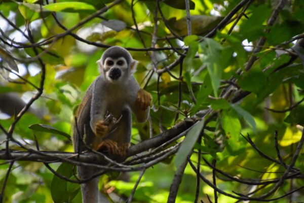 Ecuador Amazonas: Totenkopfaffe im Regenwald