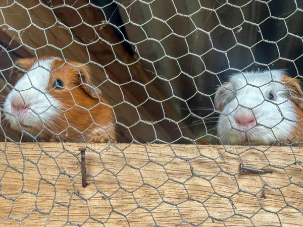 Hotels in Ecuador: Meerschweinchen in der Casa Amarilla in Baños