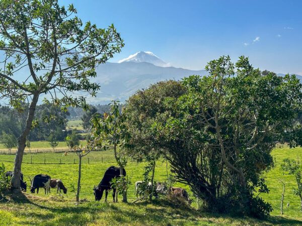 Hotels in Ecuador: Kühe grasen vor der Kulisse des Cotopaxi