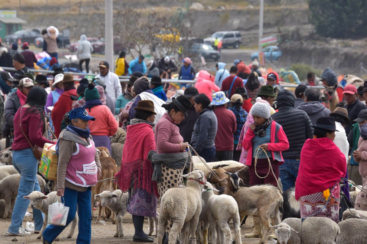 Highlights in Ecuador: Viehmarkt in Saquisili