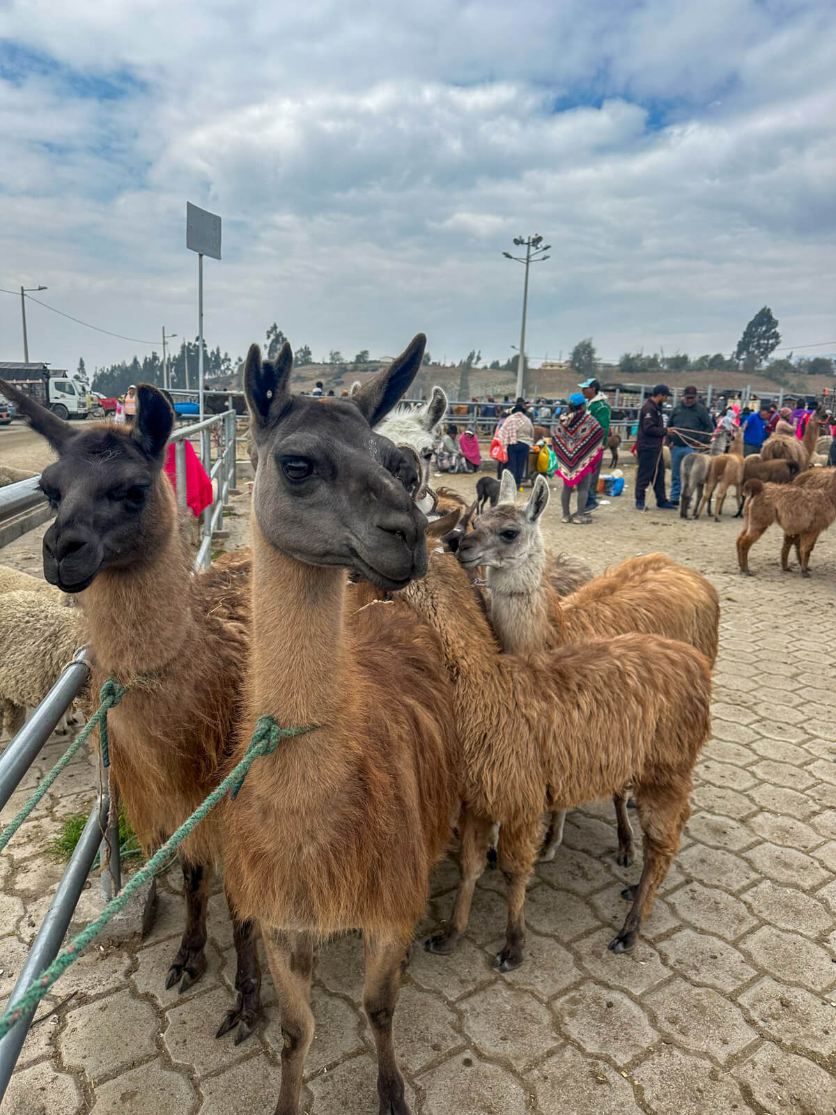 Highlights in Ecuador: Viehmarkt in Saquisili