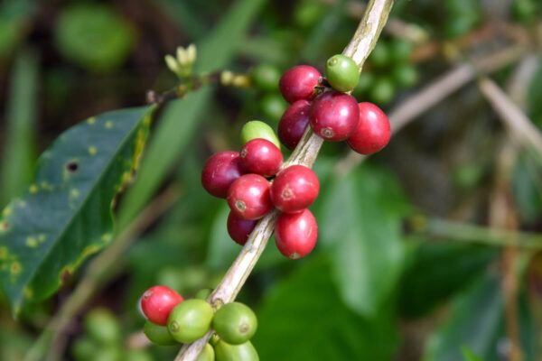 Highlights in Kolumbien: ein Kaffeestrauch mit roten Kaffeekirschen