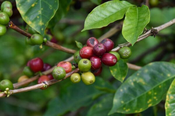 Kaffeezone Kolumbien: Kaffeeplantage El Pescal, rote Kaffeekirschen