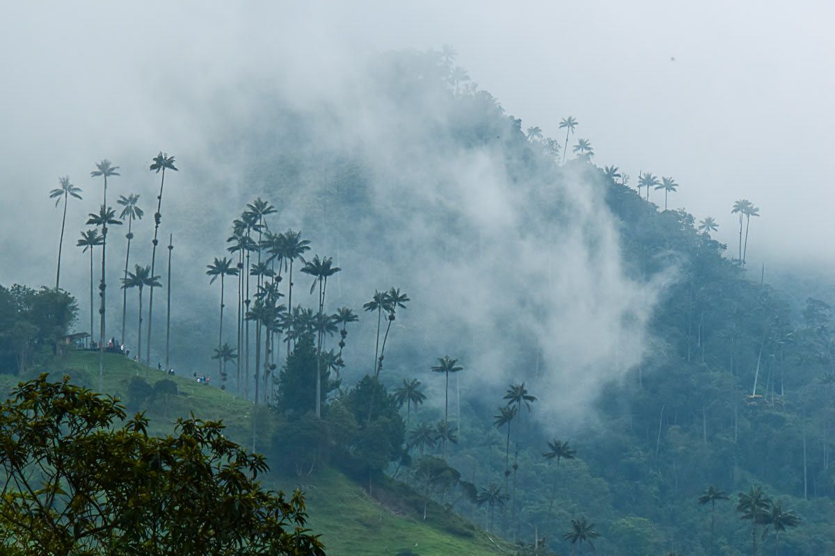 Highlights in Kolumbien: wabernde Nebel durchziehen das Wachspalmental bei Salento