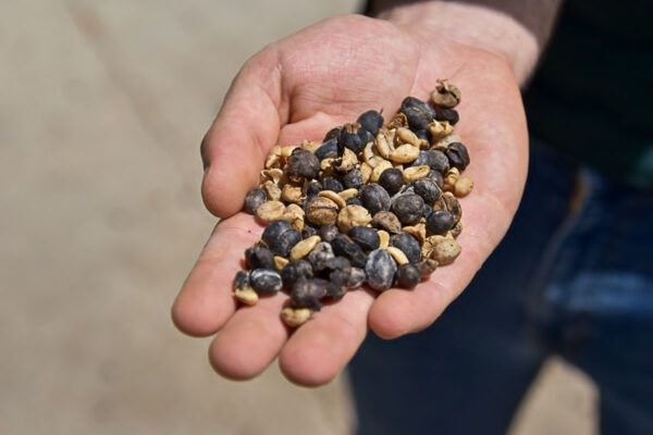 Kaffeezone Kolumbien: Kaffeeplantage El Pescal