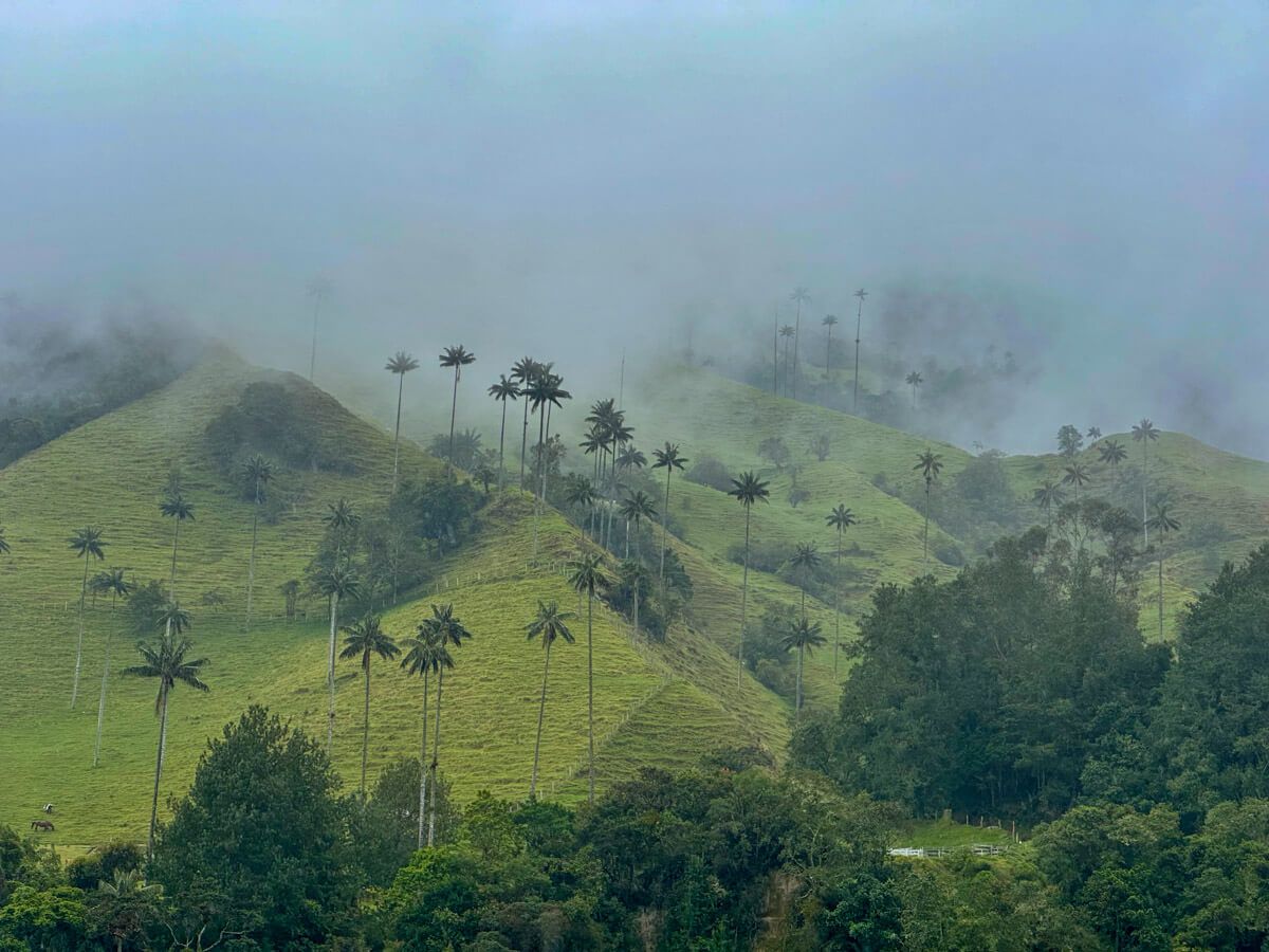 Highlights in Kolumbien: wabernde Nebel im Wachspalmental bei Salento