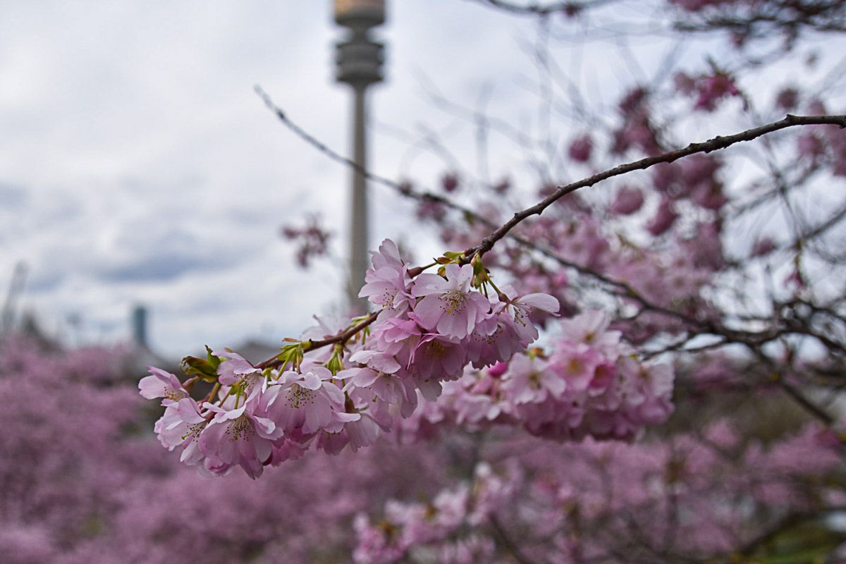 Rosafarbene Kirschblüten im Olympiapark. Im Hintergrund erhebt sich der Olympiaturm.