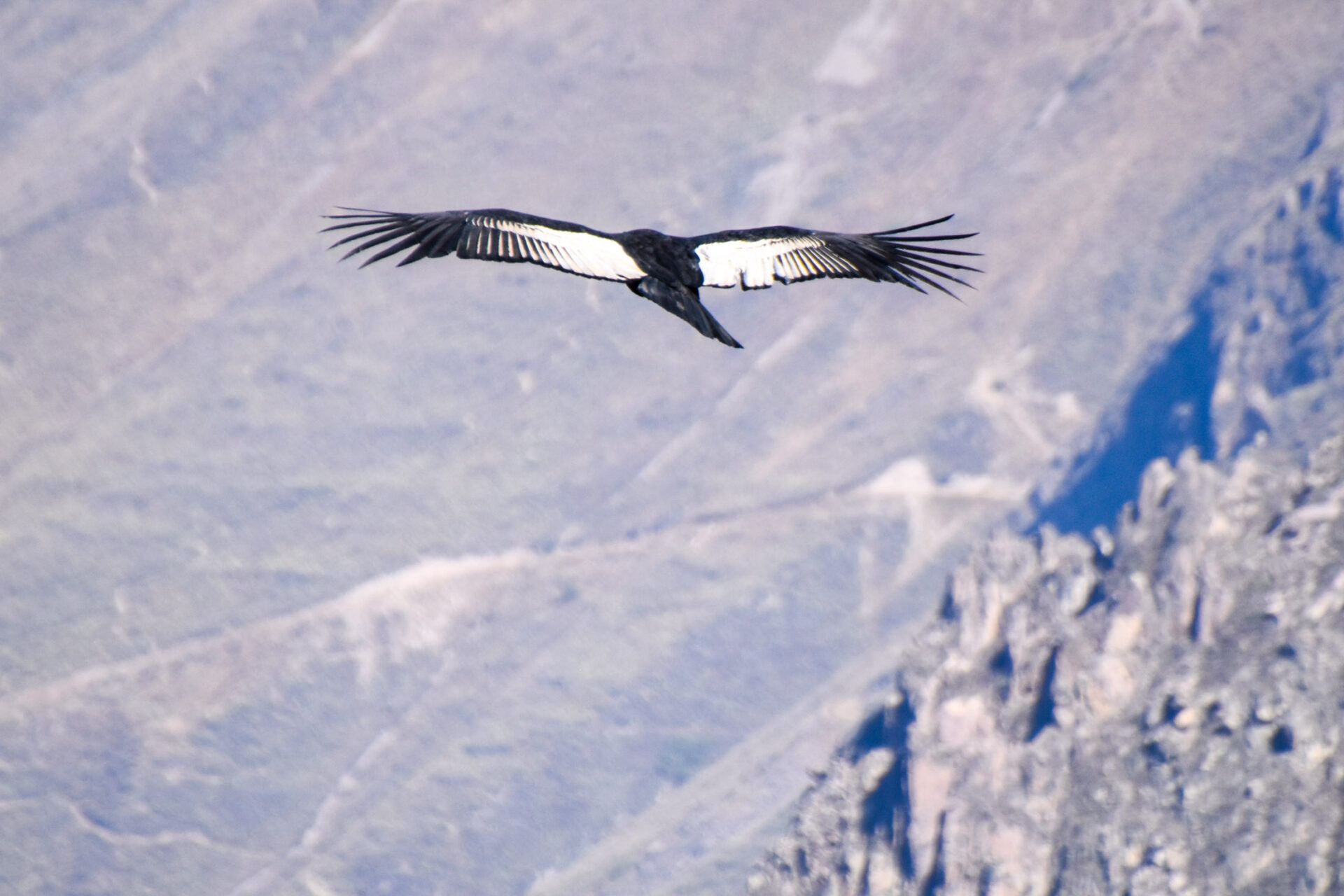 Kondor im Colca Canyon