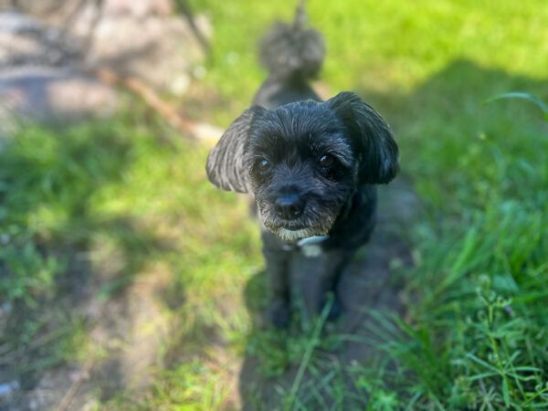 Schwarzer kleiner Hund im Garten