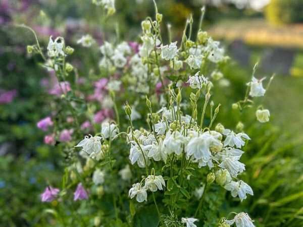 Rosafarbene und weiße Blüten