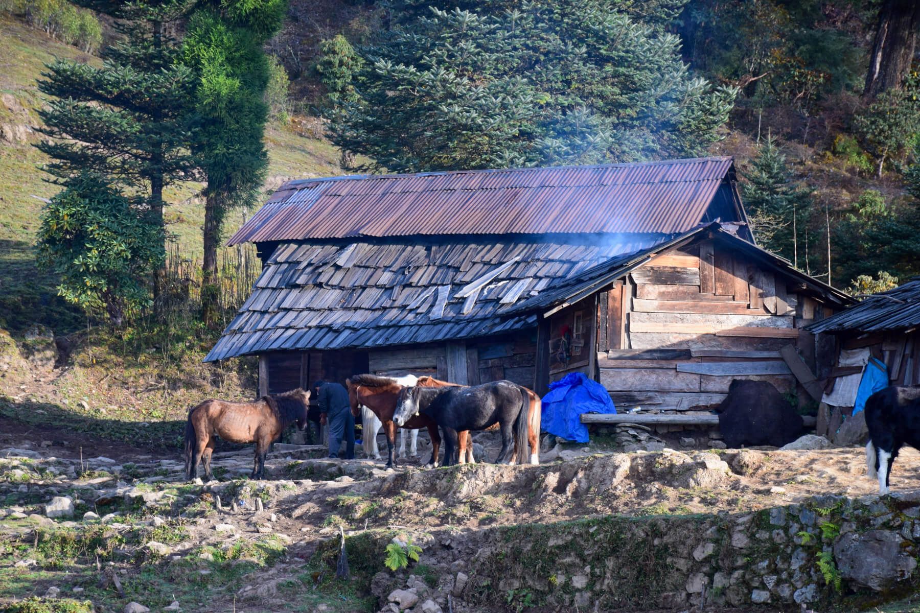 indien sikkim dzongi trek 12 |