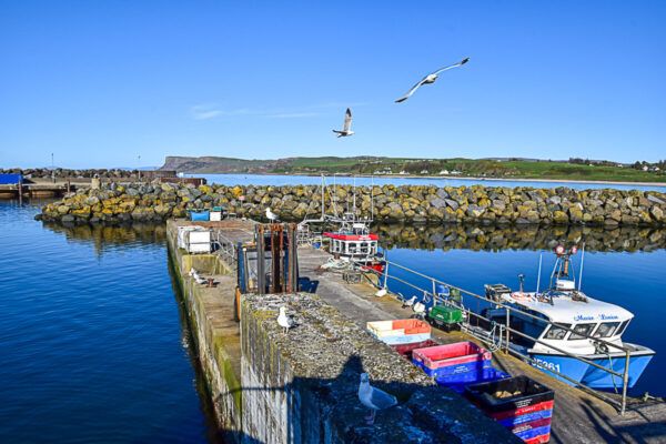 Hafen mit wenigen Booten und Möwen im Flug