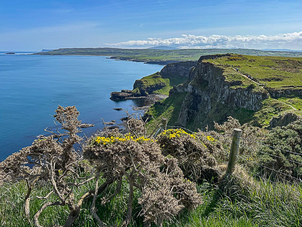 Blick auf die Causeway Coast mit Felsen und Ginsterbüschen