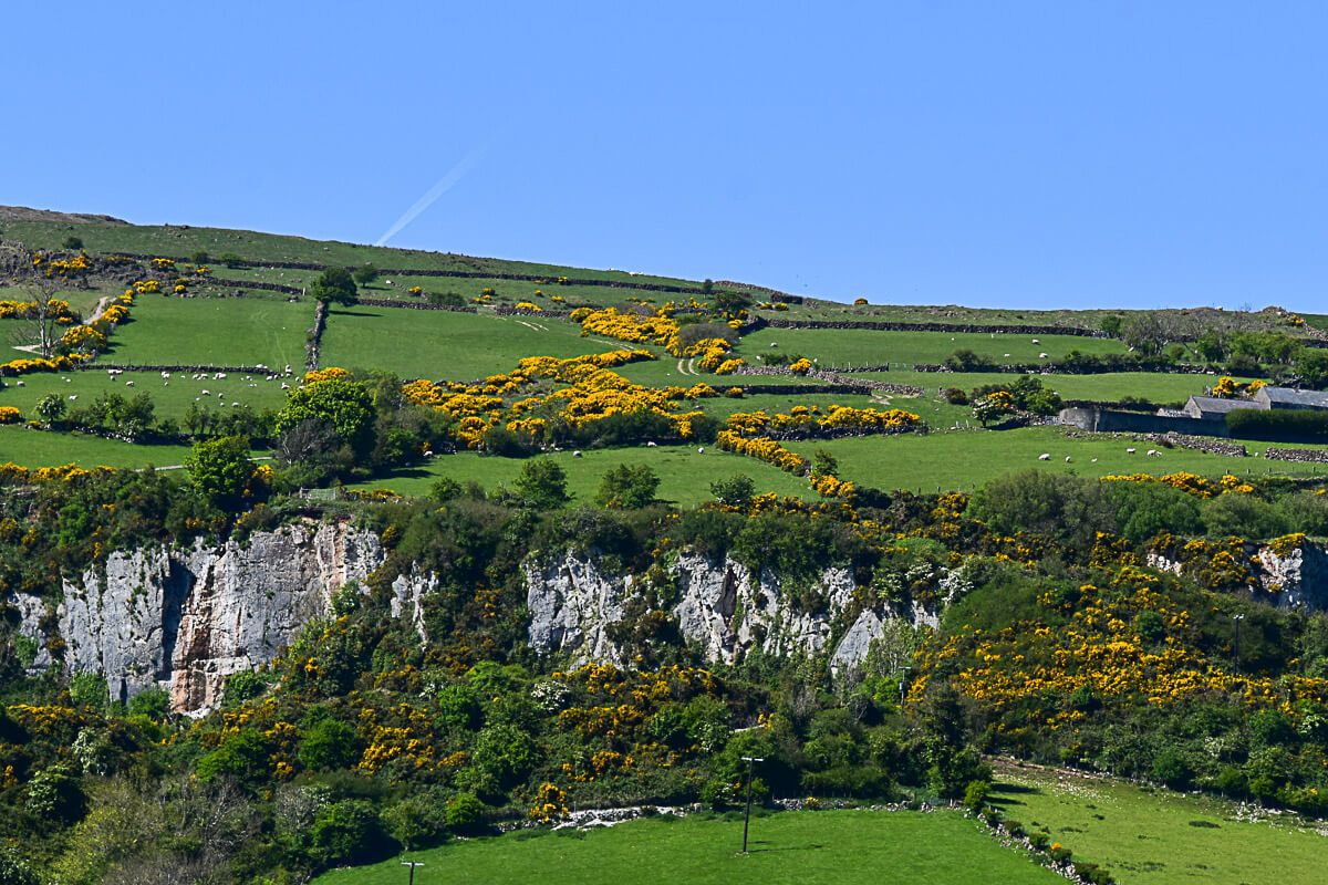 Grüne Landschaft mit grauen Felsen und gelb blühenden Ginsterbüschen