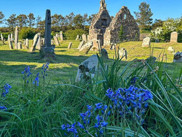 Ruinen von Klostergebäuden, Grabsteine und blaue Blüten im Vordergrund