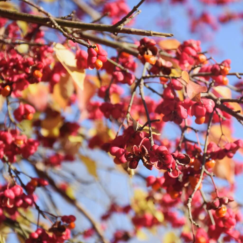 Maisinger Schlucht im Herbst