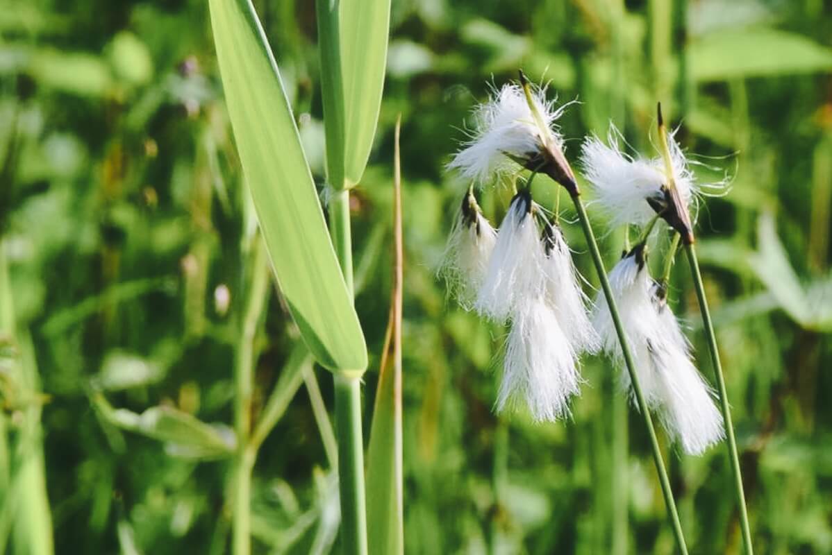 Wanderung durchs Murnauer Moos 11 Wollgrasbüschel auf dem Moorrundweg am Kloster Benediktbeuern