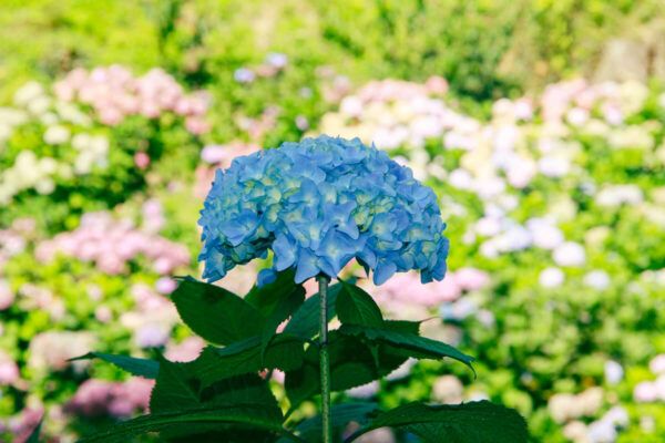Lieblingsplätze in Cornwall: Hortensie im Trebah Garden