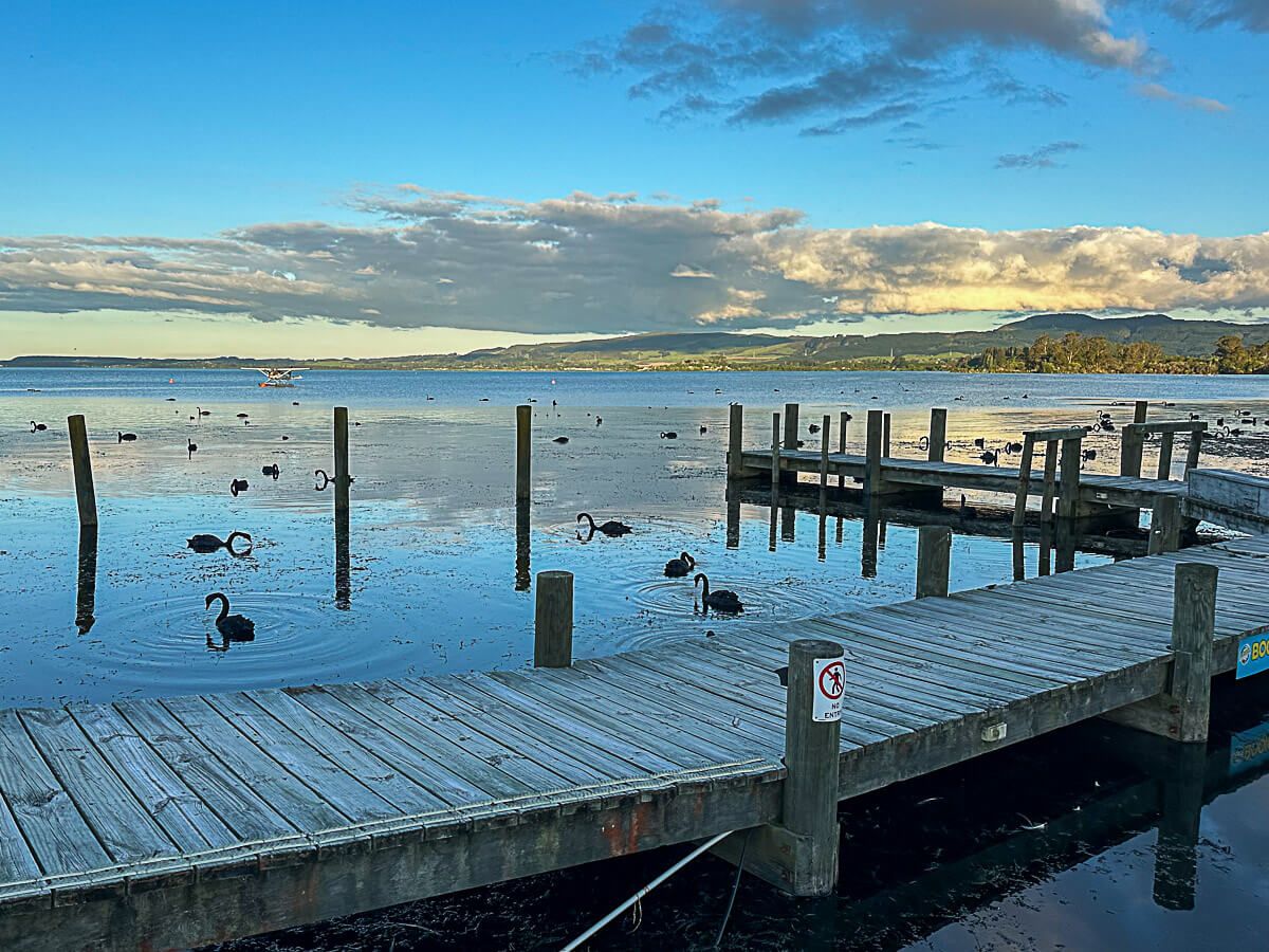 11 spannende Erlebnisse und Sehenswürdigkeiten in Rotorua 17 Spazierweg am Lake Rotorua mit Schwarzschwänen in der Abenddämmerung