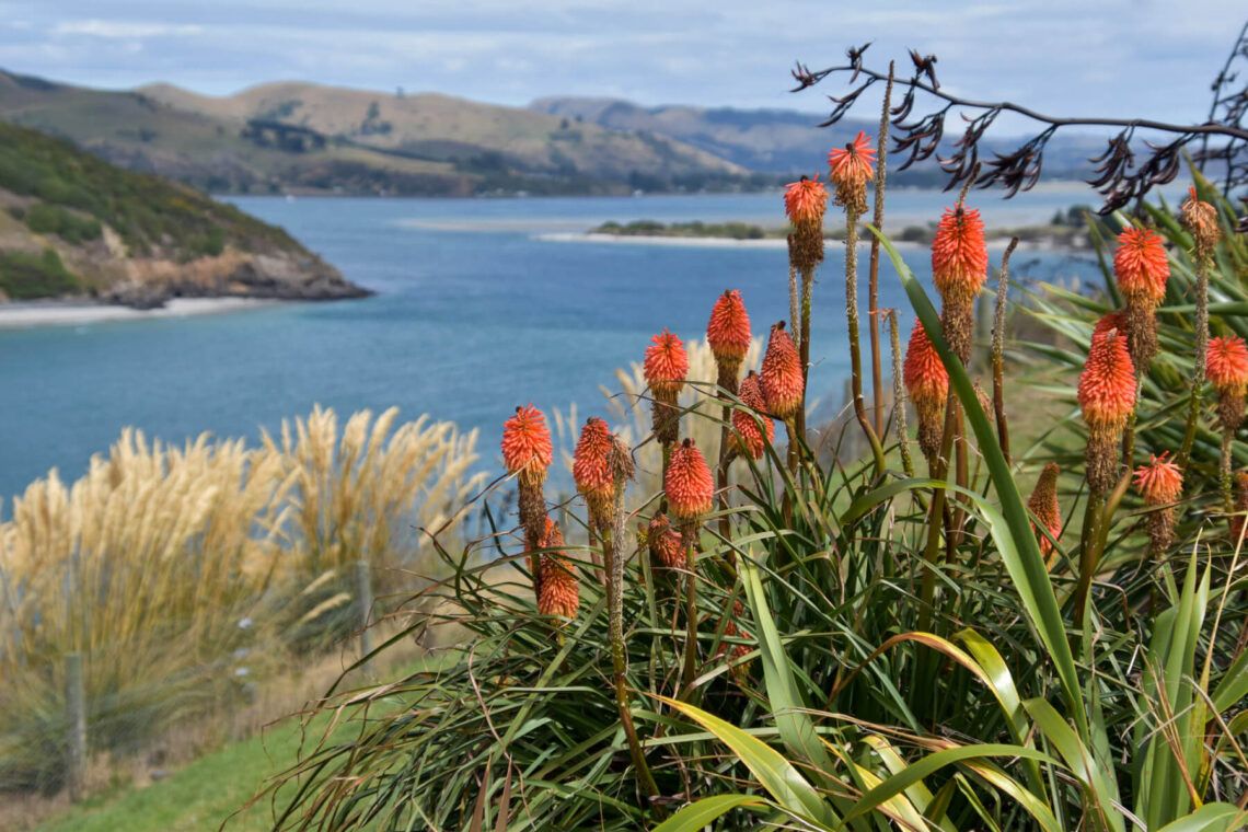 neuseeland dunedin otago peninsula 2 2 |