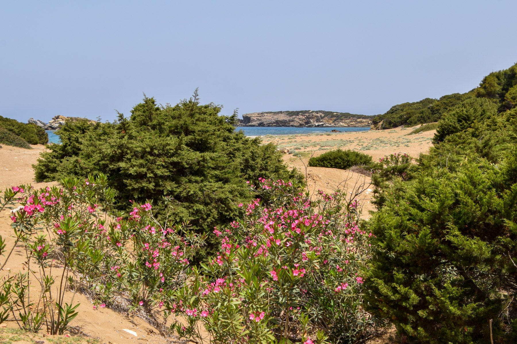 Strand in der Ferne mit Büschen davor