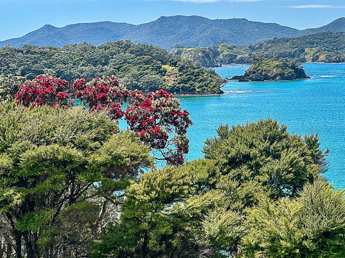 Inselbucht mit rotblühenden Pohutakawa-Bäumen