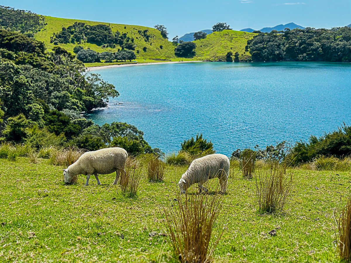 Schafe auf einer Insel vor dem Meer