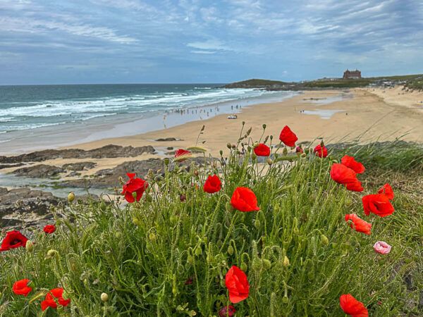 Fistral Beach, Newquay: langer Sandstrand mit Mohnblumen im Vordergrund