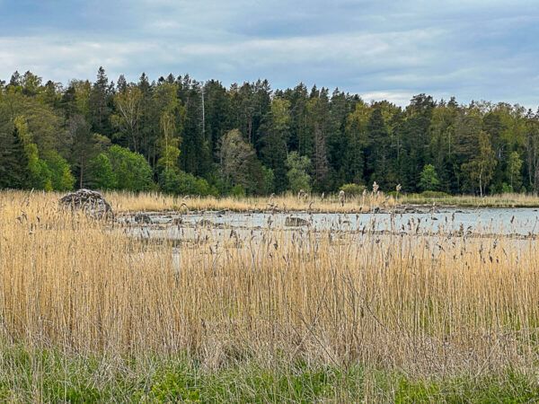 Roadtrip Estland 1 Woche: Ostseeküste, Moore und eine coole Hauptstadt 25 Küstenlandschaft an der Ostsee mit Schilf und Findlingen