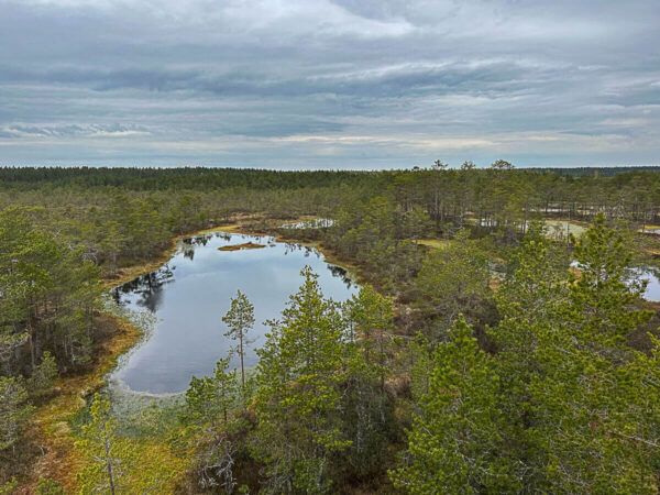 Roadtrip Estland 1 Woche: Ostseeküste, Moore und eine coole Hauptstadt 22 Moorlandschaft mit See im Laheema-Nationalpark