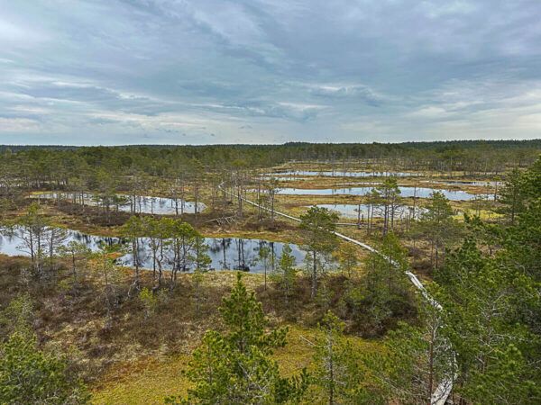 Roadtrip Estland 1 Woche: Ostseeküste, Moore und eine coole Hauptstadt 20 Moorlandschaft mit Seen und Holzbohlenweg