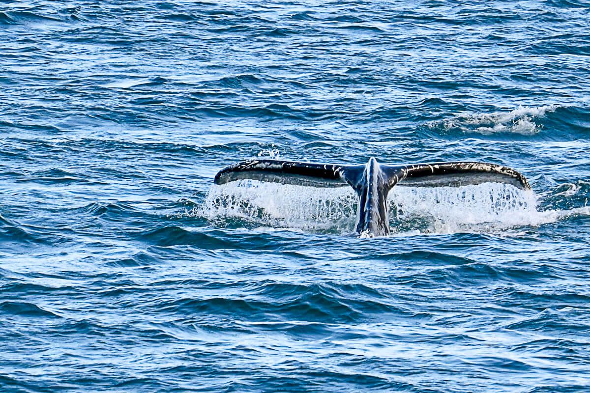 island whale watching 1 |