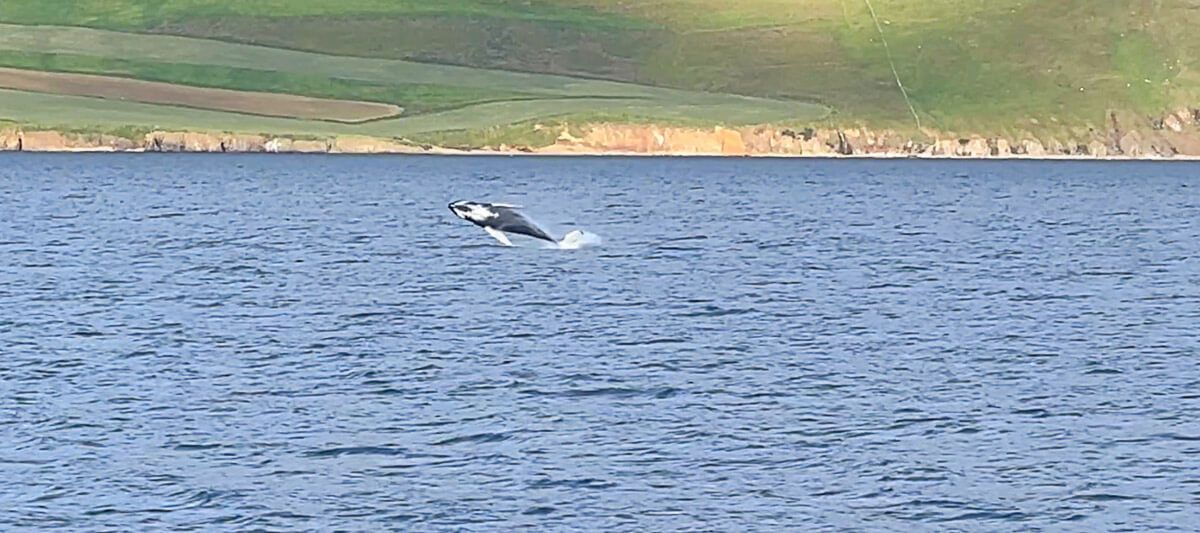 island whalewatching 3 |