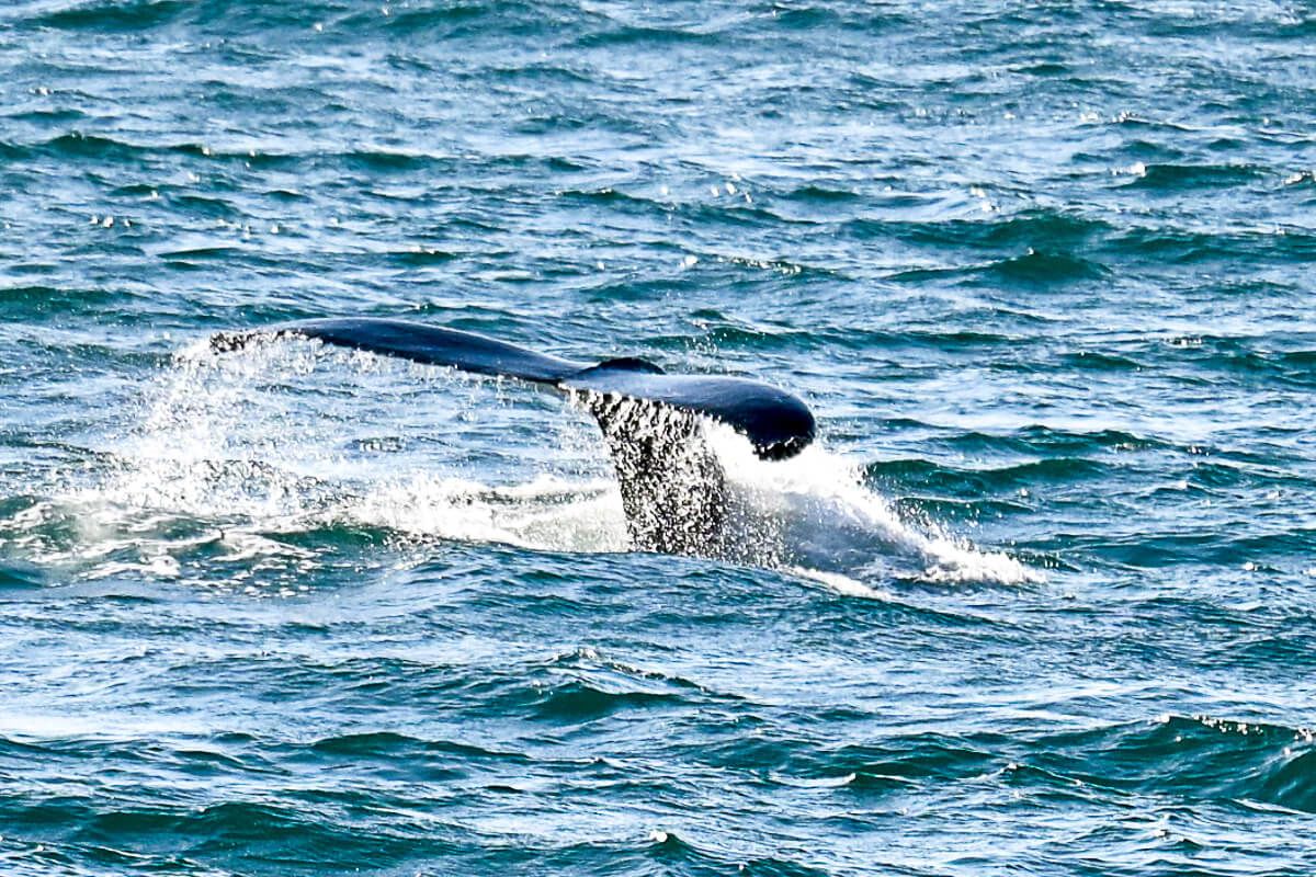 island whalewatching |