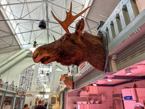 Mit dem Zug durch Finnland: Helsinki – Turku – Tampere 82 Tampere: Kopf eines ausgestopften Elchs in der Markthalle