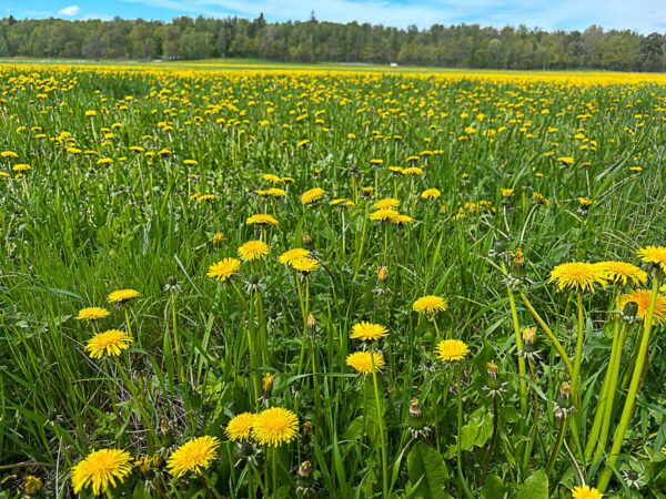Mit dem Zug durch Finnland: Helsinki – Turku – Tampere 41 Wiese mit Löwenzahn