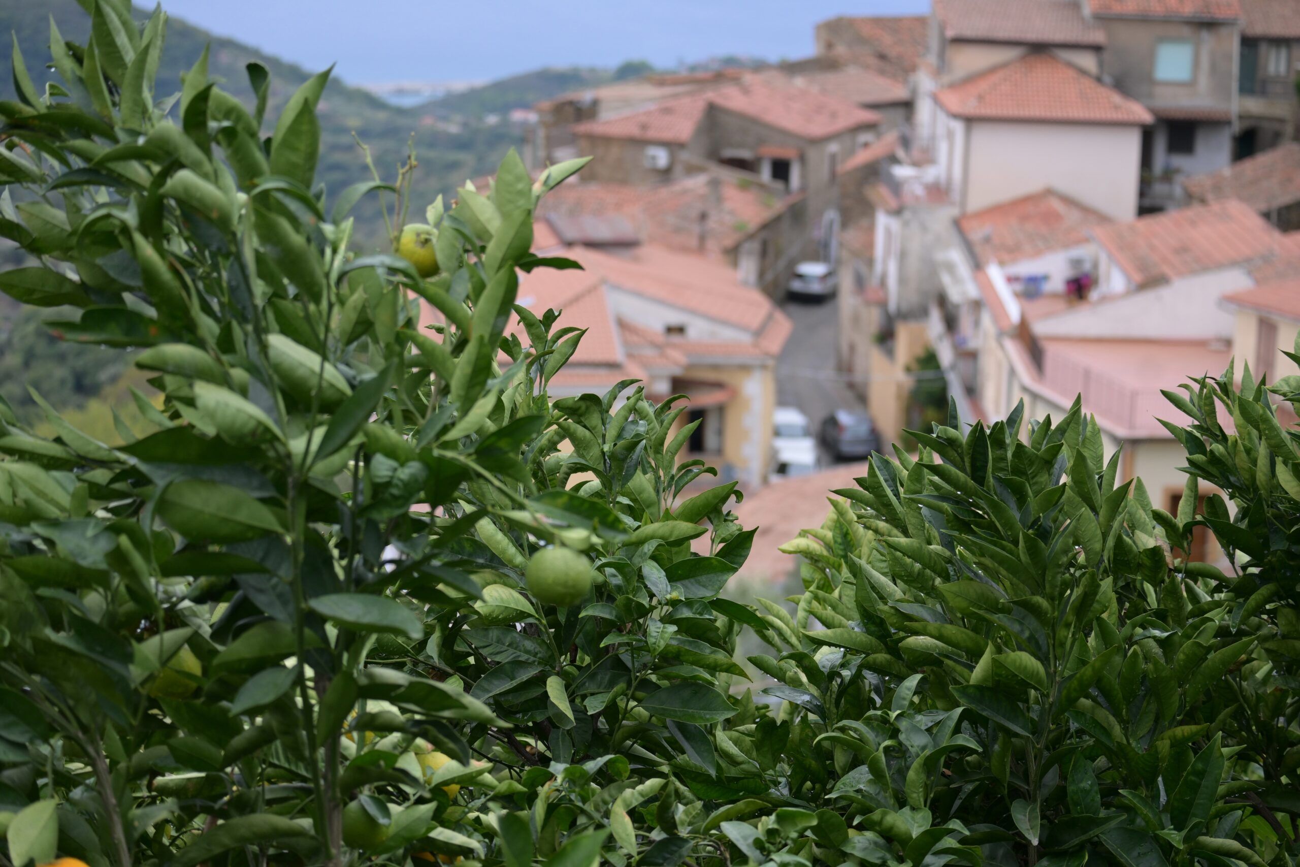 Orangenbaum mit Früchten. Im Hintergrund ein Dorf