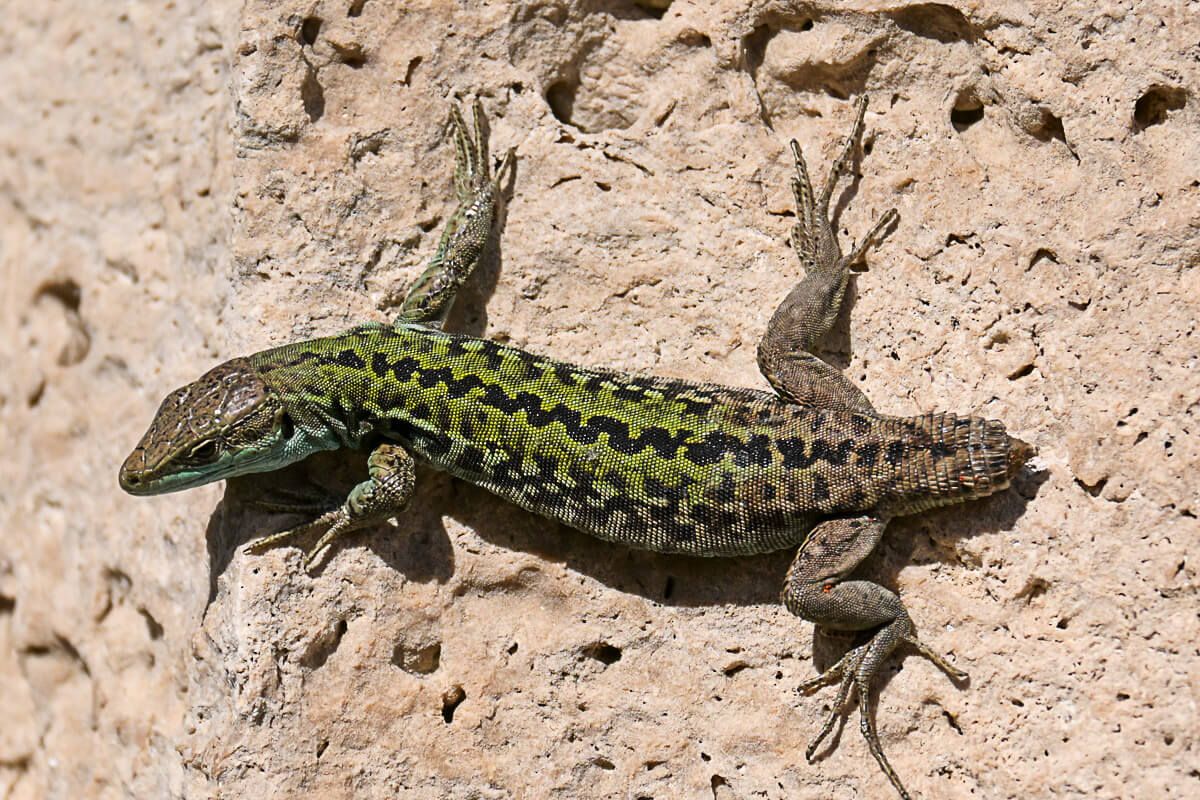 Eidechse huscht über einen Stein