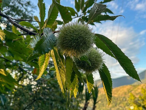 Esskastanien am Baum