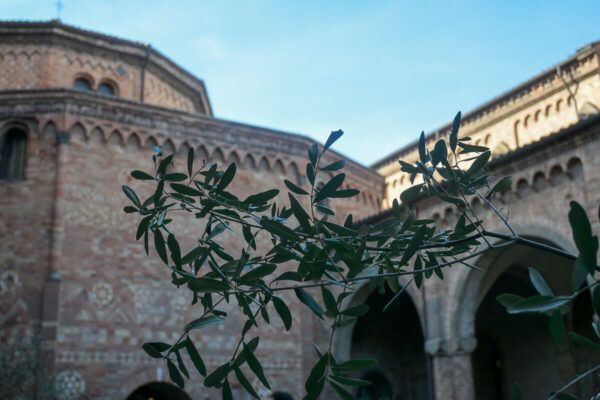 Zwei Stadtperlen der Emilia-Romagna: Sehenswürdigkeiten in Bologna und Ravenna auf der Durchreise 27 Kreuzgang mit Olivenbaum