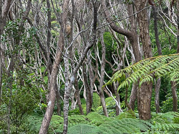 Busch mit Baumfarnen