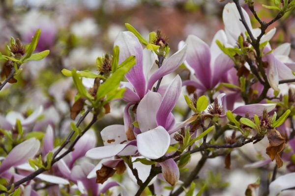 Blühende Magnolien