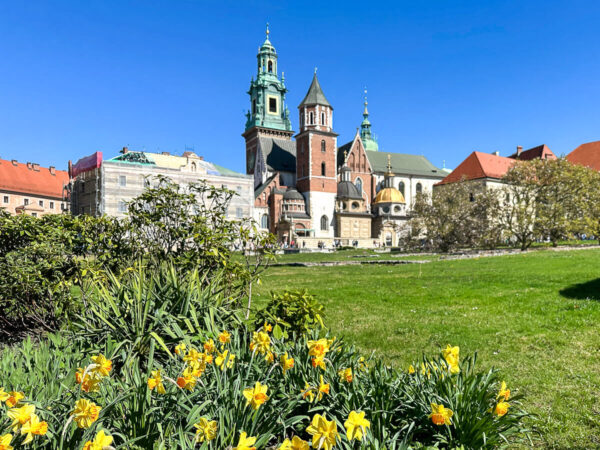 Wawel-Kathedrale im Hintergrund, davor blühende Narzissen